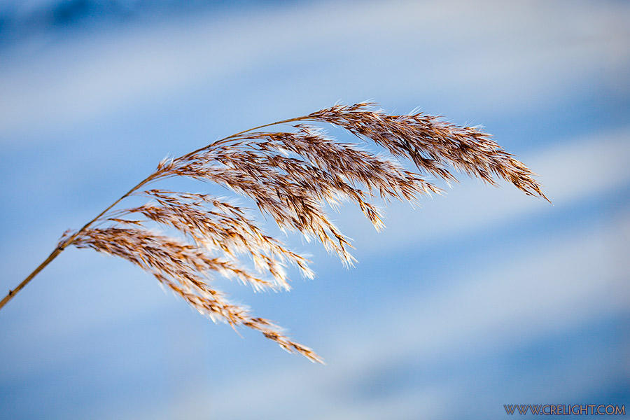 Lone reed by crelight on DeviantArt