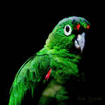 Parrot - Dramatic Portrait by Anphitrite