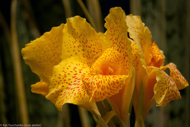 Flor Bandera