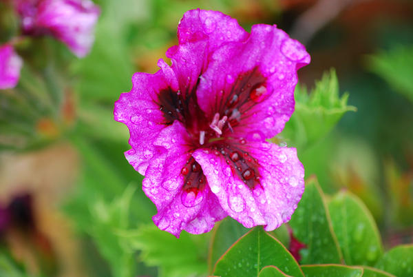 Almost Spring Pink Spring Pink by Bluey2910 on DeviantArt