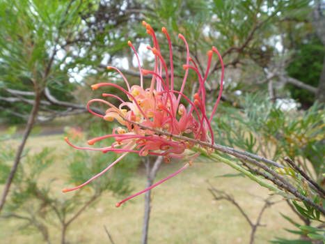 Flower  Sydney's Olympic Park