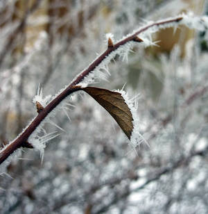 A Frozen World