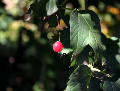 A Plant with Red Berries