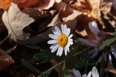 Among the Leaves