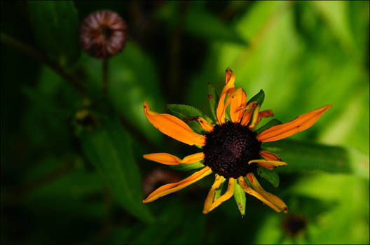 Black-Eyed Susan