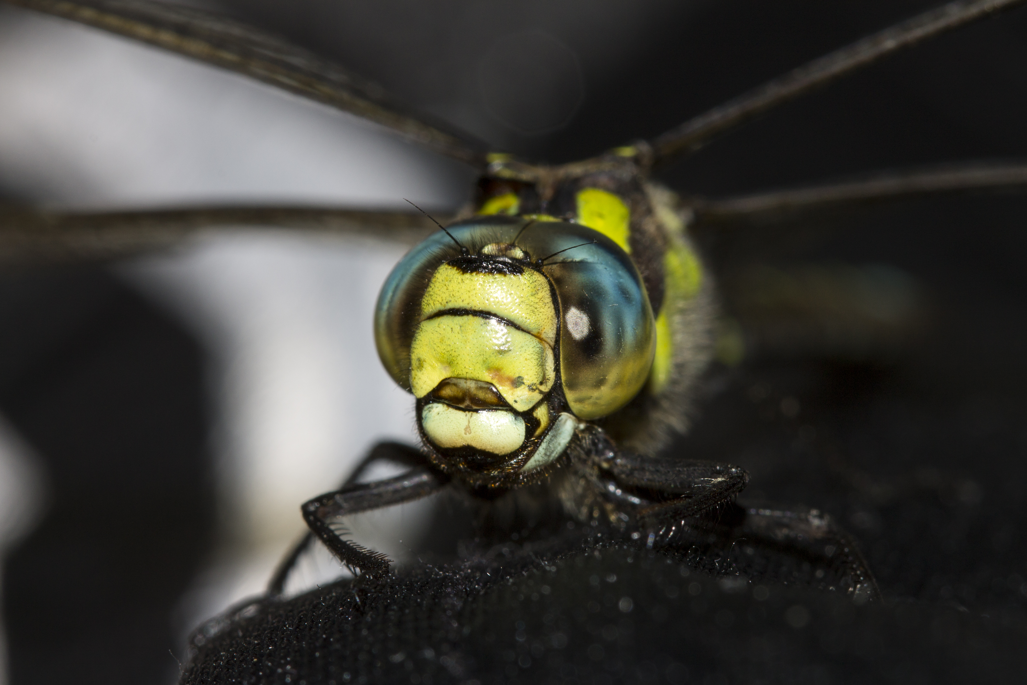 Green Blue Dragonfly