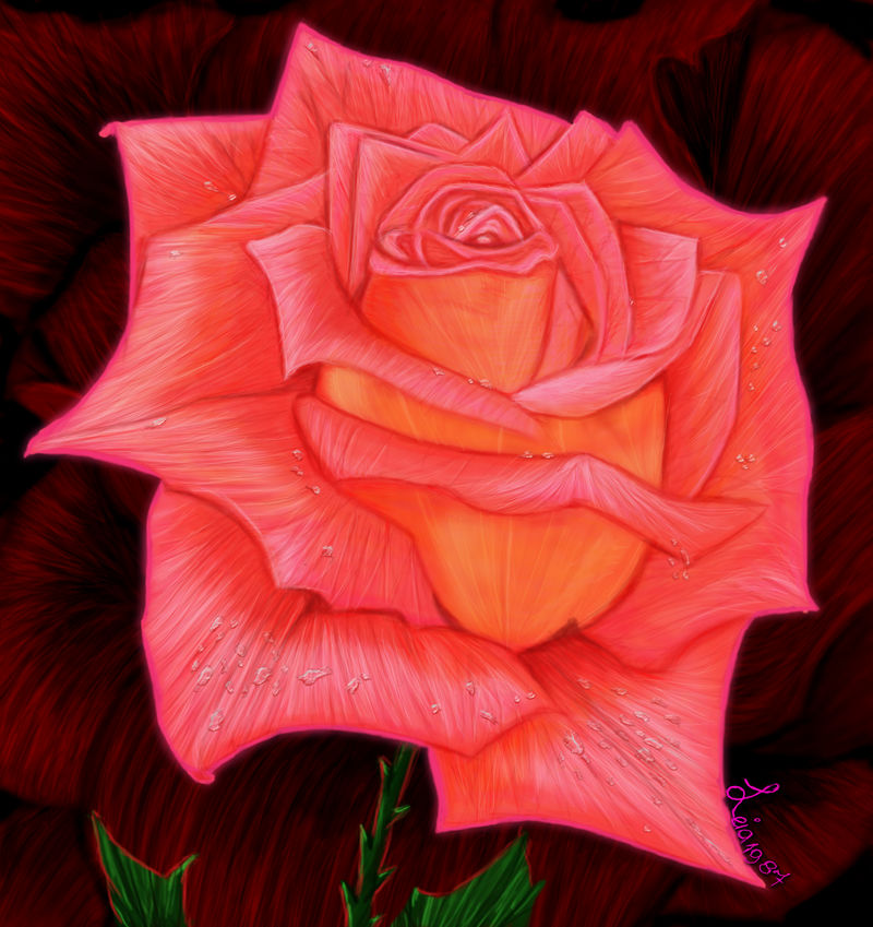 Brightly-red-rose