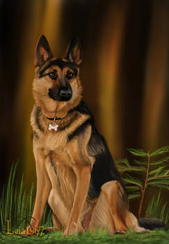 German Shepard