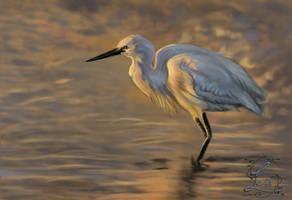 15-06- Little Egret