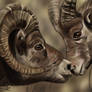 BigHornsheep Study