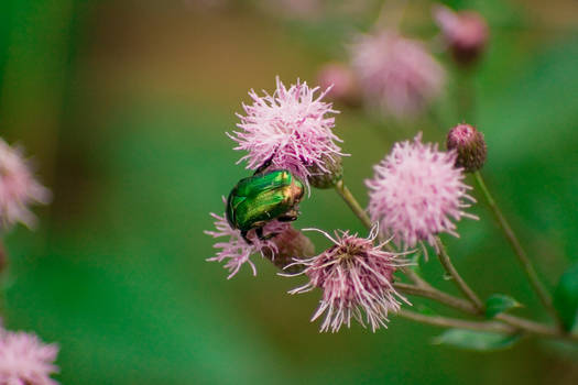 Green Bug