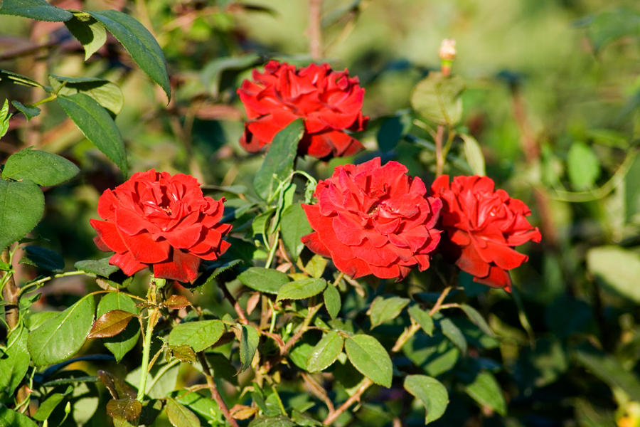 Red Roses