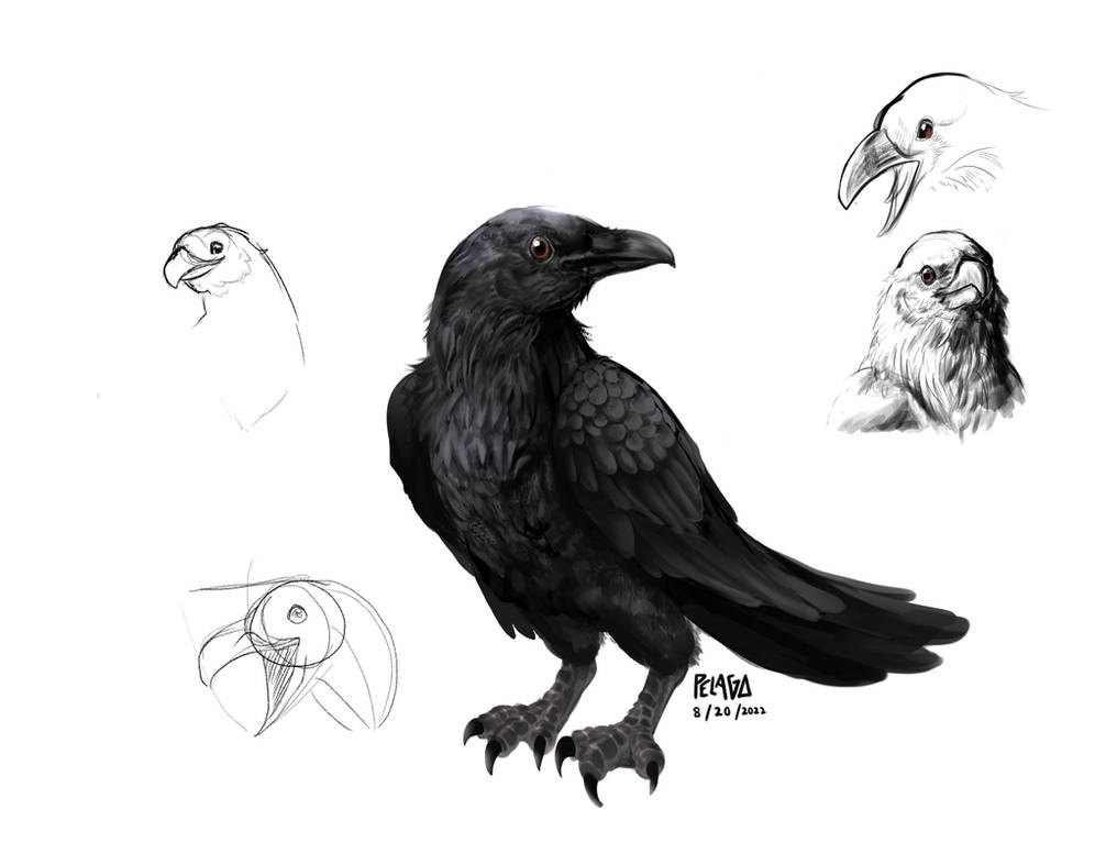 Raven Study by pelaghi on DeviantArt