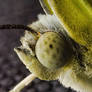 Lemon Butterfly Stacked