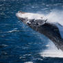 Humpback Breach