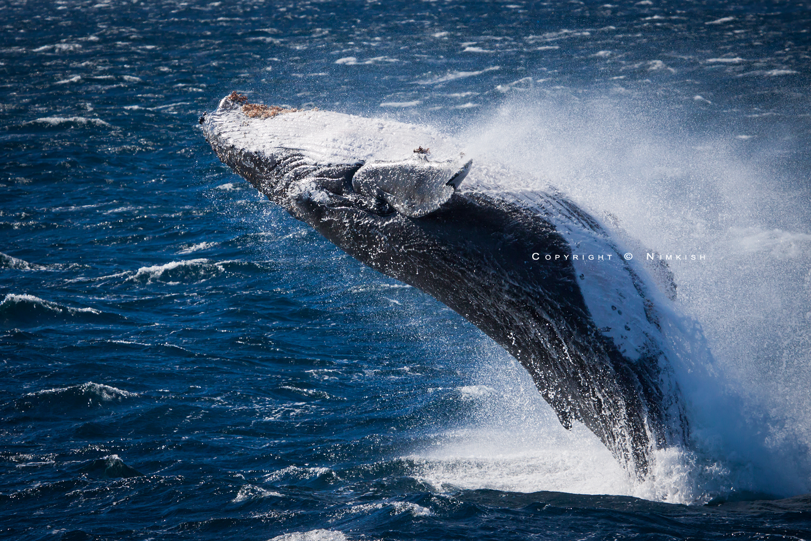 Humpback Breach