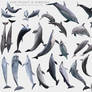 Dolphin Pose Set