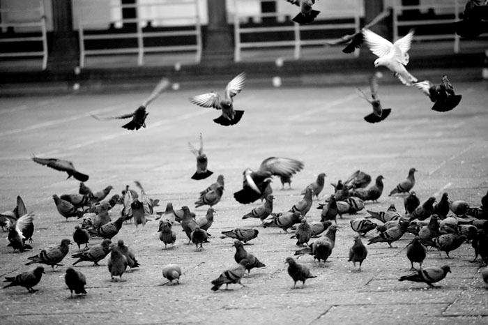 Pigeons I