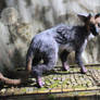 Little Trico ooak art doll with diorama box