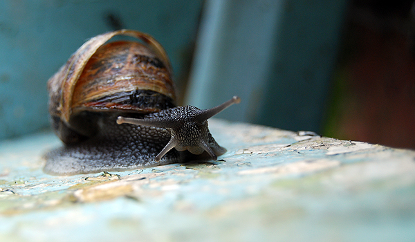 Snail