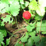 Wild Strawberry