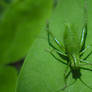 Small Grasshopper on a Leaf