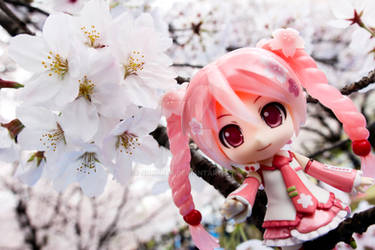 Sakura Miku 1