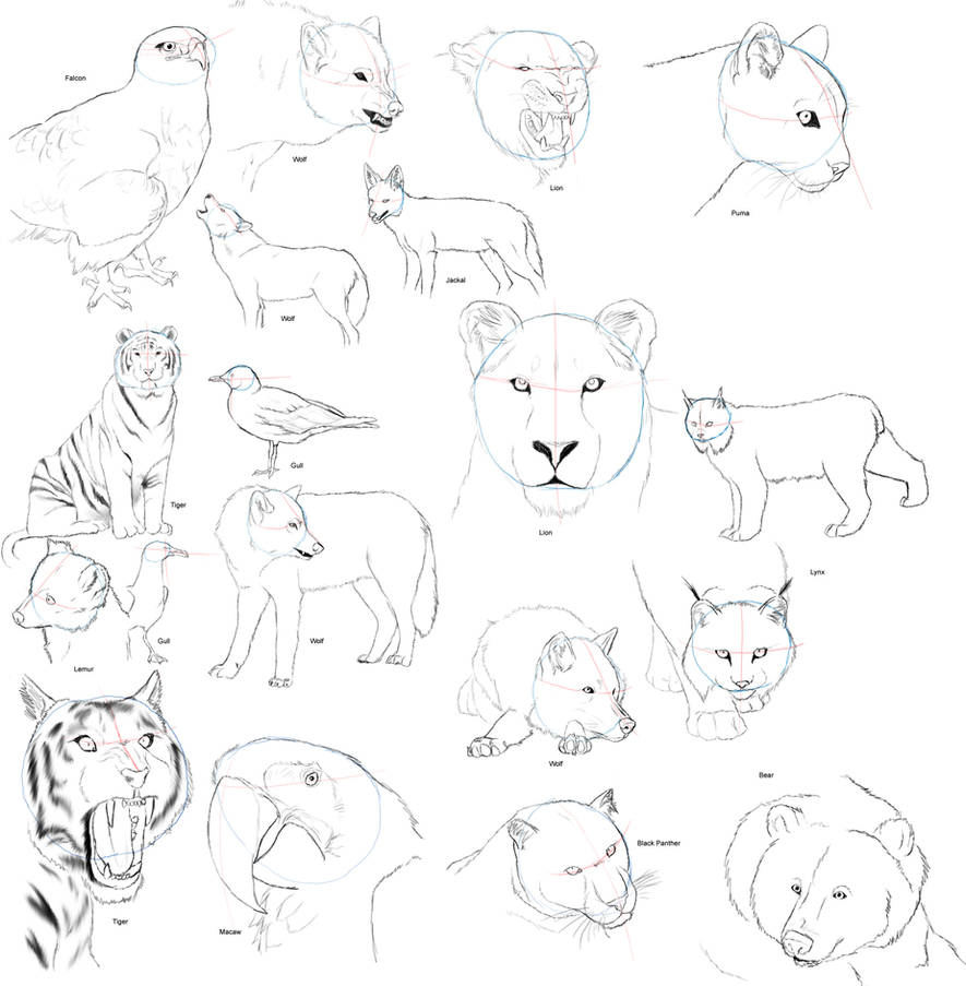 Realistic Animal Anatomy 1 by dark-reign on DeviantArt