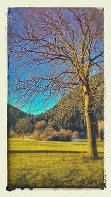 Spring Tree HDR Shoot