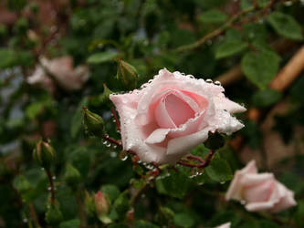 rainy rose