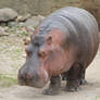 Hippo