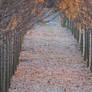 Sun on Frosty Leaves in row