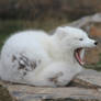 Arctic Fox 02