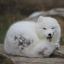 Arctic Fox 03