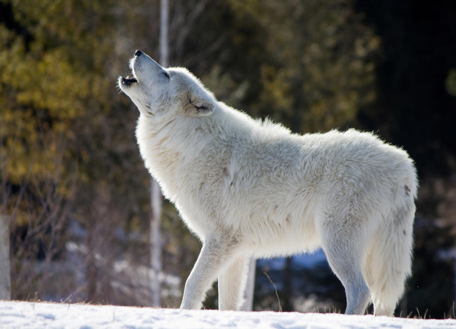 Howling Arctic Wolf