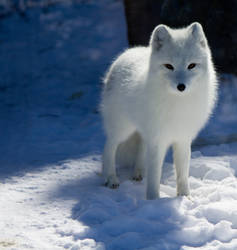 Observant Arctic Fox