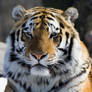 Majestic Amur Tiger Female