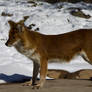 Dhole Female Side Profile