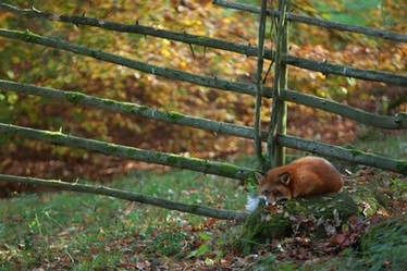 resting fox