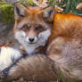Fluffy Fox by VXLphotography