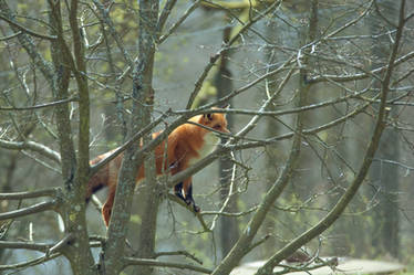 Tree Fox