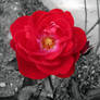 The Red Red Rose Of Home