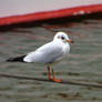 Seagull in Mainz