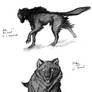 Shadow Wolf Sketches