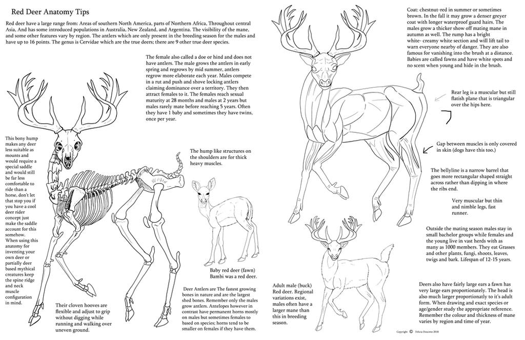 The Anatomy Of A Whitetail Deer Anatomy