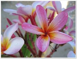 Frangipani