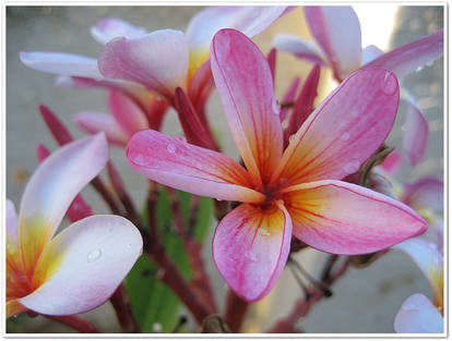 Frangipani