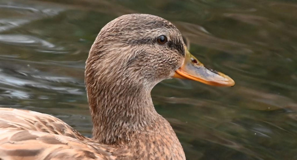Female Mallard by sleepy-meerkat on DeviantArt