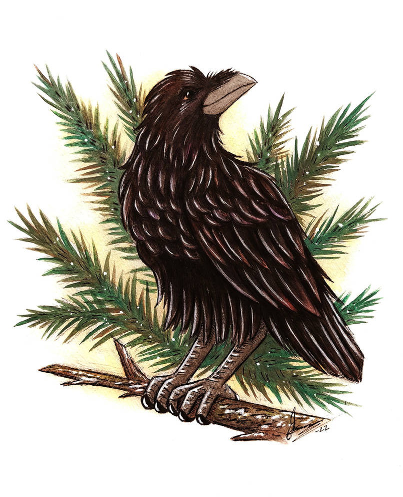 Raven by Nymblan on DeviantArt