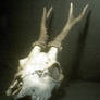 deer skull stock 1